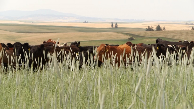 Cows grazing in cover crop