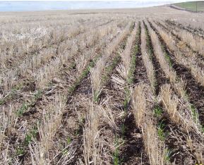 Spring wheat is shown growing in the winter wheat stubble from the previous year.