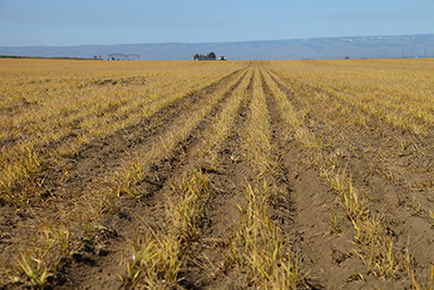 strip planted wheat