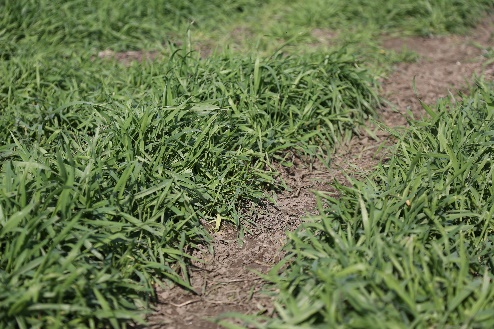 Planting wheat in strips