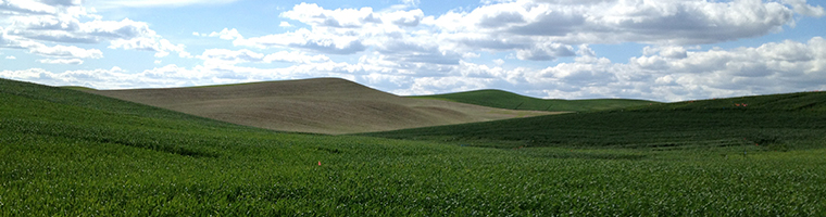 spring wheat