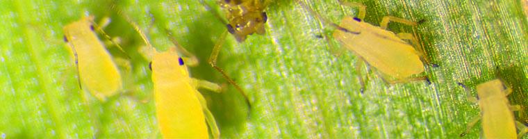 Close-up of aphids on a wheat leaf
