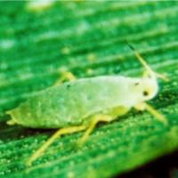 Russian wheat aphid