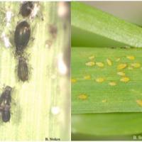 Aphids