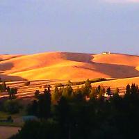 Zenner palouse hills