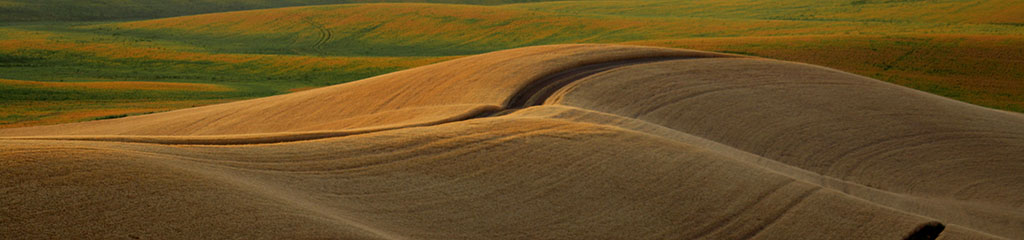 spring wheat